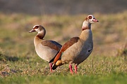 Nilgans, Alopochen aegyptiacus