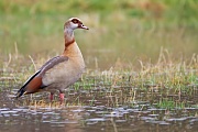 Nilgans, Alopochen aegyptiacus