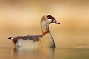 Nilgans, Alopochen aegyptiacus
