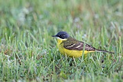 Nordische Schafstelze, Motacilla flava thunbergi