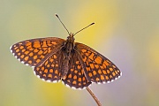 Östlicher Scheckenfalter, Melitaea britomartis 