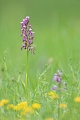 Orchis spuria, Aceras anthropophorum × Orchis militaris