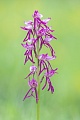 Orchis spuria, Aceras anthropophorum × Orchis militaris