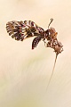Osterluzeifalter , Zerynthia polyxena
