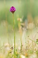 Pyramiden-Hundswurz, Anacamptis pyramidalis