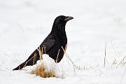 Rabenkrähe, Corvus corone corone