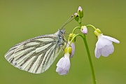 Rapsweißling, Pieris napi