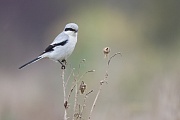 Nördlicher Raubwürger  , Lanius excubitor