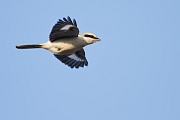 Kernbeisser, Coccothraustes coccothraustes