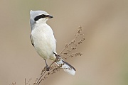 Nördlicher Raubwürger, Lanius excubitor