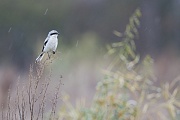 Nördlicher Raubwürger  , Lanius excubitor