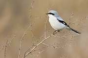 Nördlicher Raubwürger  , Lanius excubitor