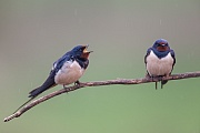 Rauchschwalbe, Hirundo rustica
