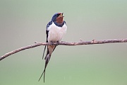 Rauchschwalbe, Hirundo rustica