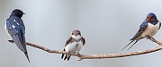Rauchschwalbe, Hirundo rustica