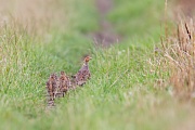 Rebhuhn, Perdix perdix