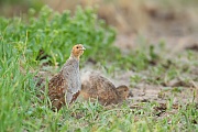 Rebhuhn, Perdix perdix