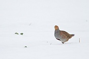 Rebhuhn, Perdix perdix