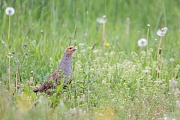 Rebhuhn, Perdix perdix