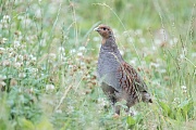 Rebhuhn, Perdix perdix