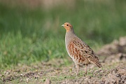 Rebhuhn, Perdix perdix