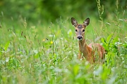 Rehwild, Capreolus capreolus