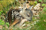 Rehwild, Capreolus capreolus