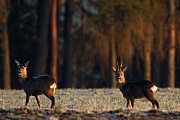 Rehwild, Capreolus capreolus
