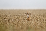 Rehwild, Capreolus capreolus