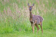 Rehwild, Capreolus capreolus