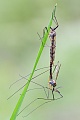 Riesenschnake, Tipula maxima