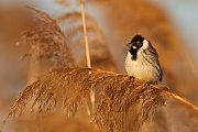 Rohrammer, Emberiza schoeniclus