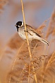 Rohrammer, Emberiza schoeniclus