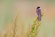 Rohrammer, Emberiza schoeniclus