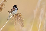 Rohrammer, Emberiza schoeniclus