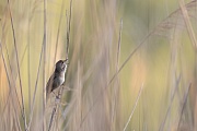 Rohrschwirl, Locustella luscinioides