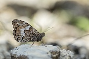 Rostbinde, Hipparchia semele