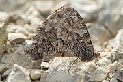 Rostbinde, Hipparchia semele