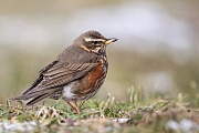 Rotdrossel, Turdus iliacus