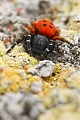Rote Röhrenspinne, Eresus kollari