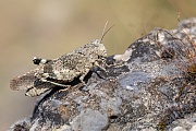 Rotflügelige Ödlandschrecke , Oedipoda germanica