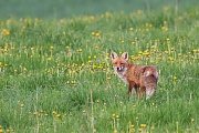 Rotfuchs, Vulpes vulpes
