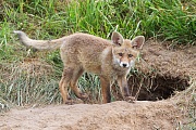 Rotfuchs, Vulpes vulpes