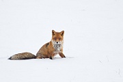 Rotfuchs, Vulpes vulpes