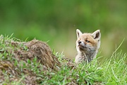 Rotfuchs, Vulpes vulpes