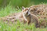 Rotfuchs, Vulpes vulpes