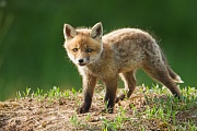Rotfuchs, Vulpes vulpes