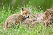 Rotfuchs, Vulpes vulpes