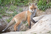 Rotfuchs, Vulpes vulpes