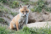 Rotfuchs, Vulpes vulpes